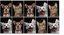 Zeszyt A5 60 kartek w kratkę z marginesem 70g Crazy Animal 10szt HERLITZ