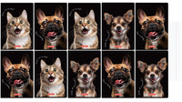Crazy Animal