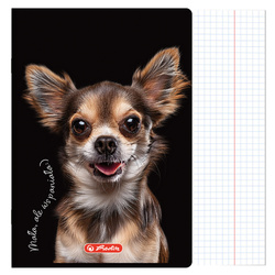 Zeszyt A5 80 kartek w kratkę z marginesem 70g Crazy Animal HERLITZ