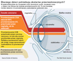 Okulary przeciwsłoneczne dzieci 2-5lat UV400 BANZ